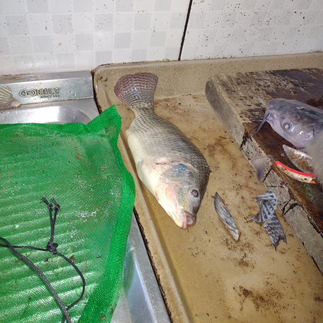 Tilápia Espalmada