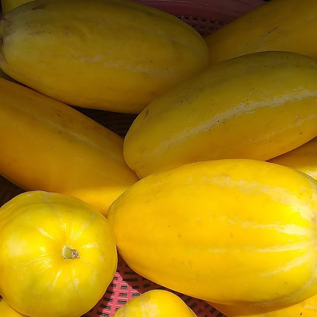 Pepino Melón